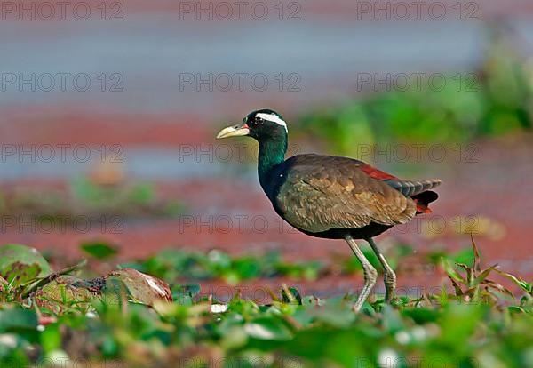 Bronze-winged jacana