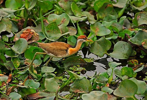 Bronze-winged jacana