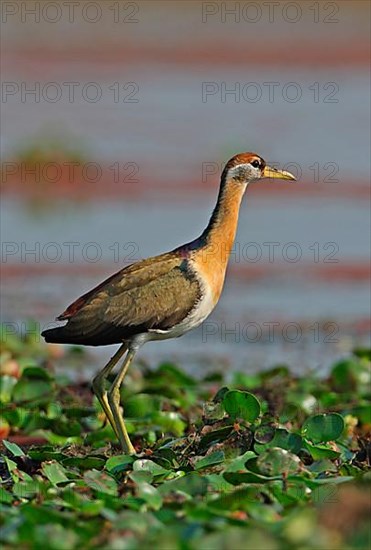 Bronze-winged jacana