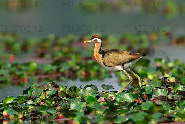 Bronze-winged jacana