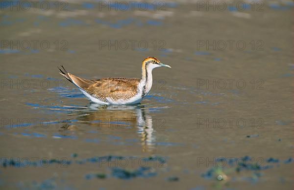 Pheasant-tailed jacana