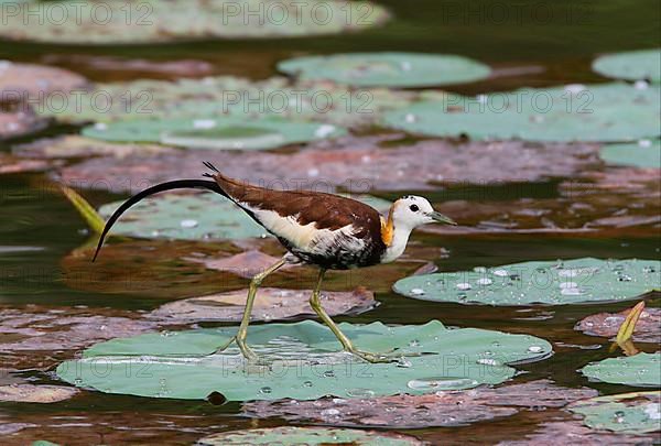 Pheasant-tailed jacana