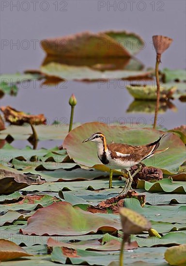 Pheasant-tailed jacana