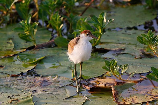 Comb-crested jacana