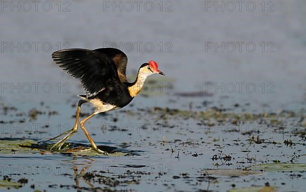 Comb-crested jacana