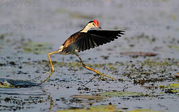 Comb-crested jacana