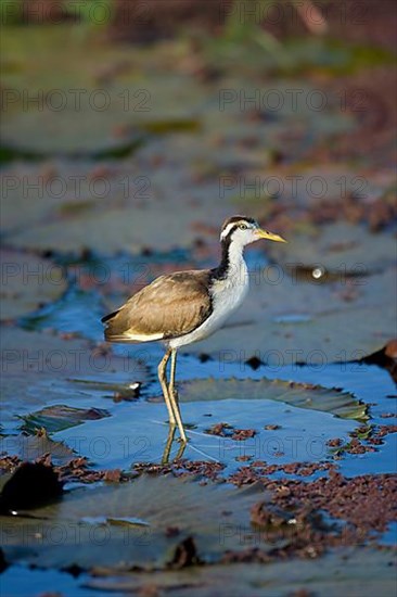 Wattled Jacana