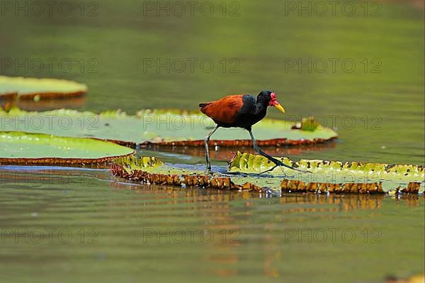 Red-fronted Jacana