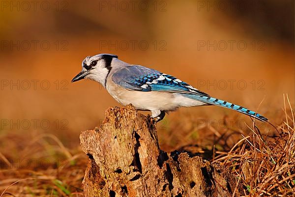 Blue jay