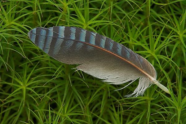 Eurasian Jay