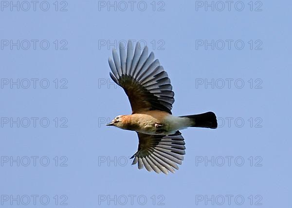 Eurasian jay