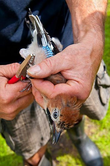 Eurasian jay