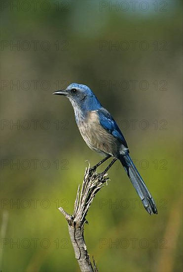 Scrub Jay