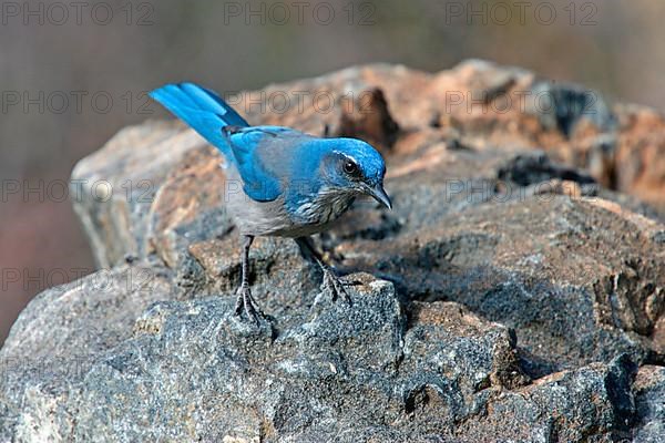 Western Scrub Jay