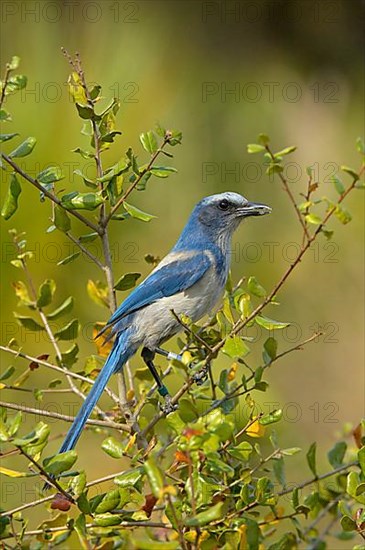 Florida Scrub Jay