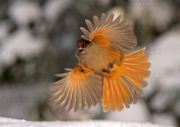 Siberian jay