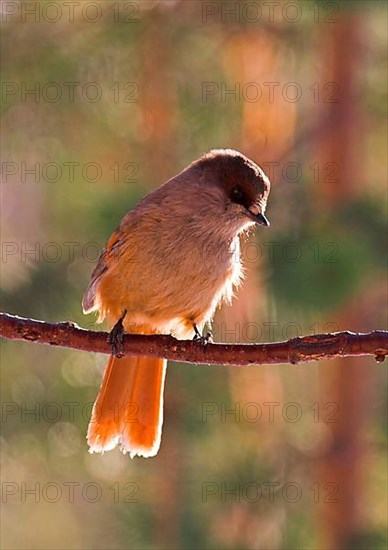 Siberian jay