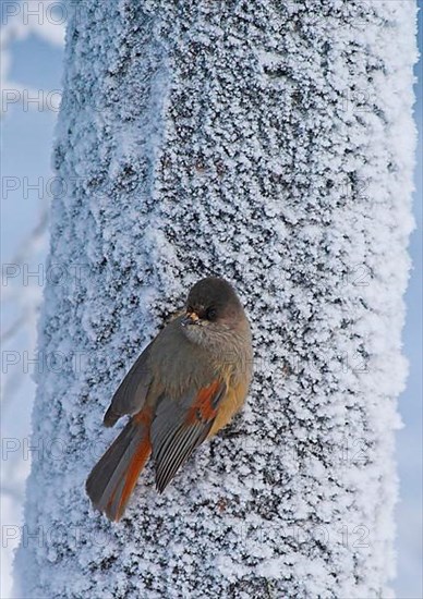 Siberian jay