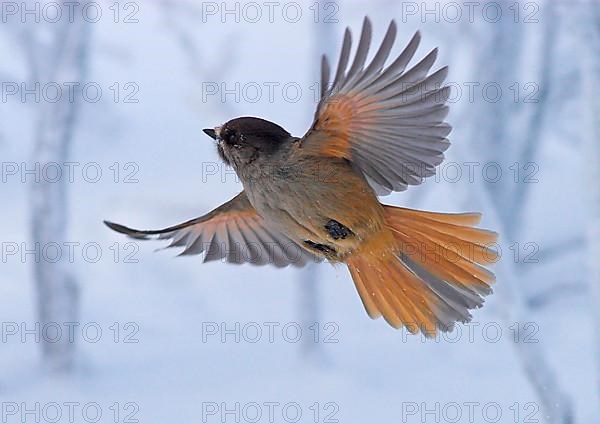 Siberian jay