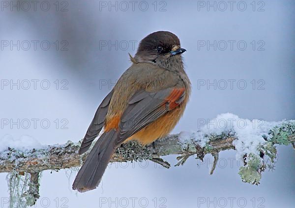 Siberian jay