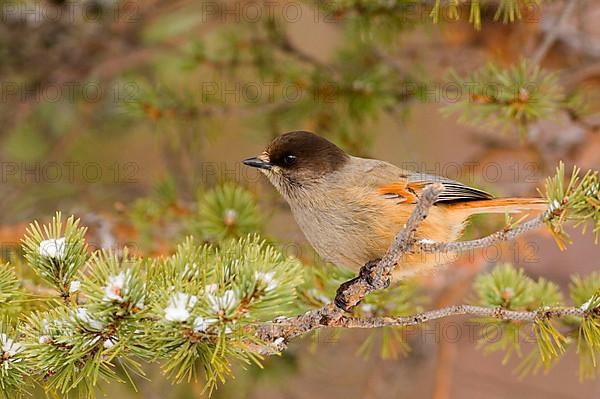 Siberian jay