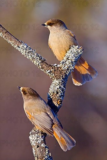 Siberian jay