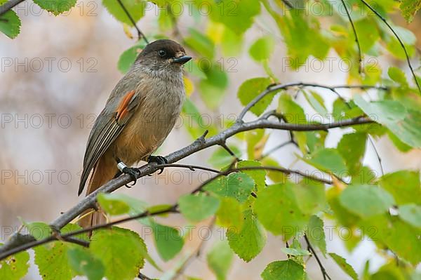 Siberian Jay