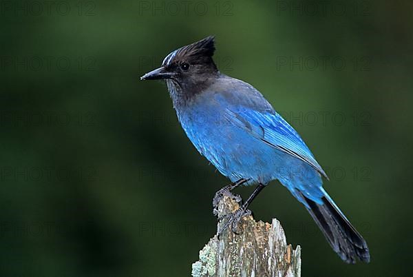 Steller's jay