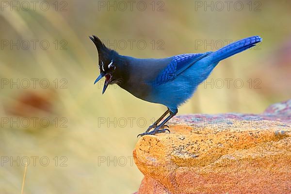 Steller's Jay