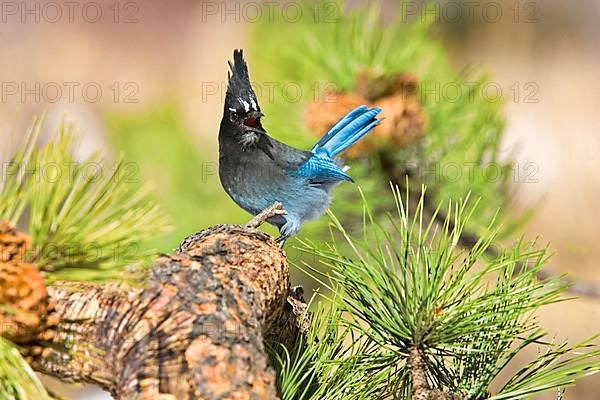 Steller's Jay