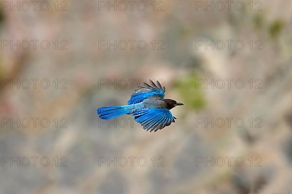 Steller's jay