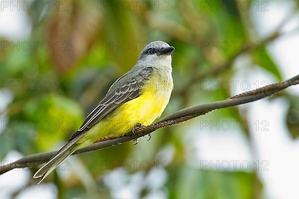 Tropical tropical kingbird