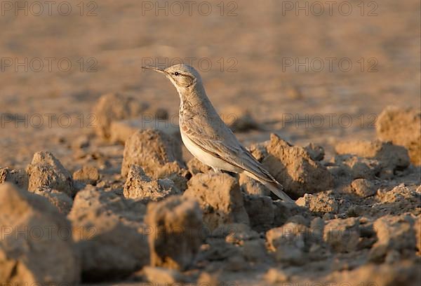 Hoopoe Lark