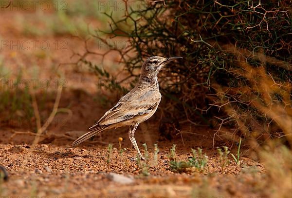 Greater Hoopoe-lark