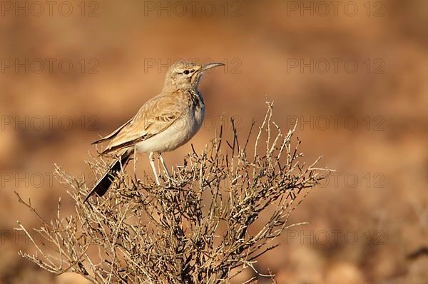 Hoopoe-lark