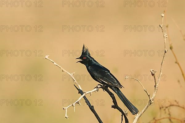 Pied Flycatcher