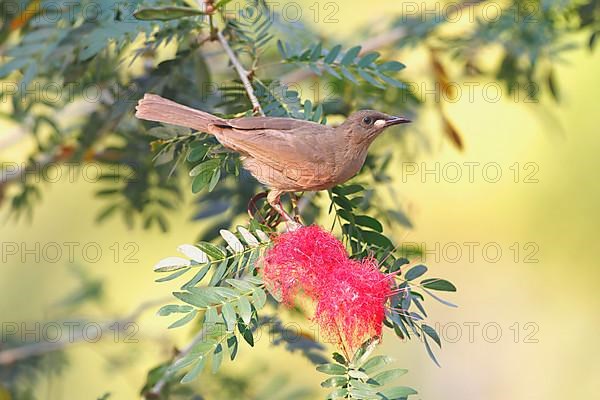 White-gilled honeyeater