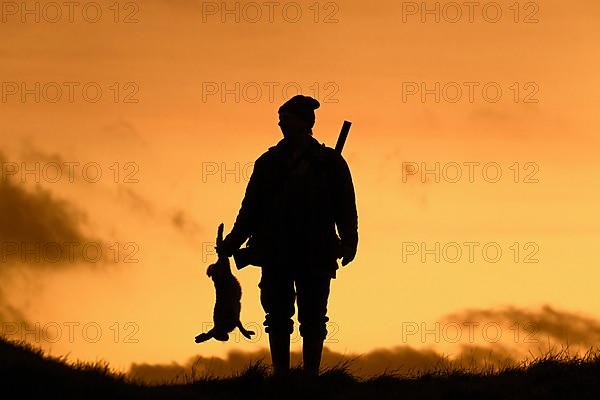 Hunter with rifle holding killed brown hare silhouetted against sunset