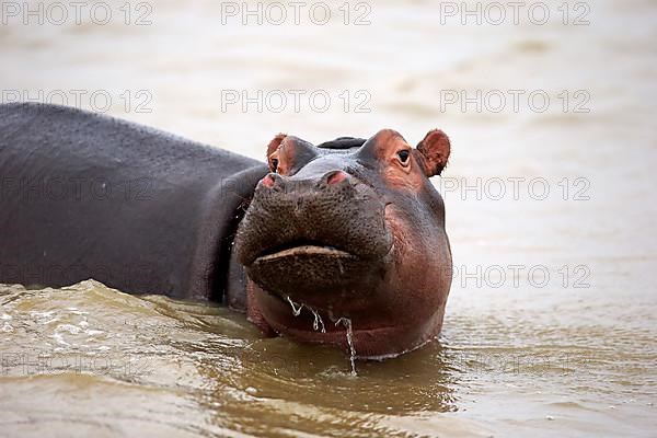 Hippopotamus