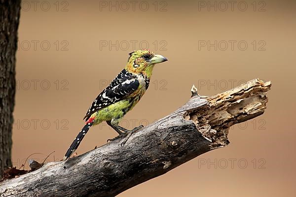 Crested Barbet