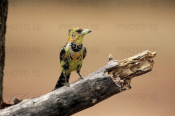 Crested Barbet