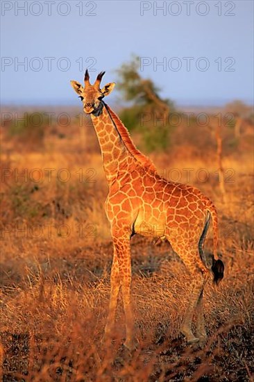 Cape Giraffe