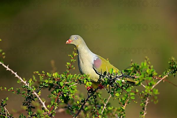 African Green Pigeon