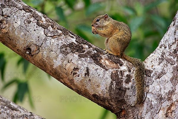 Tree Squirrel