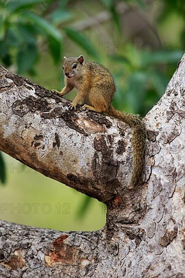 Tree Squirrel