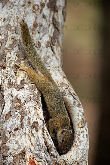 Tree Squirrel