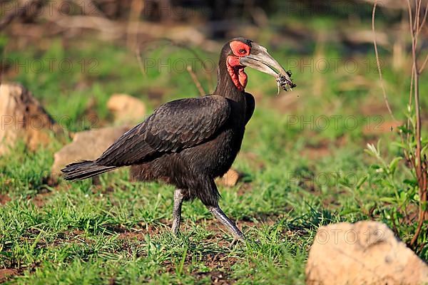 Southern Ground Hornbill