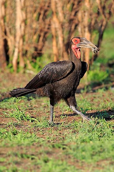 Southern Ground Hornbill