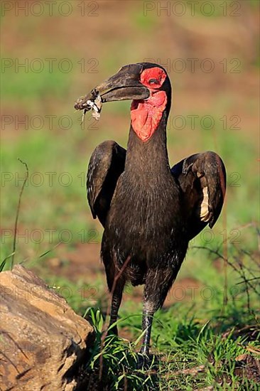 Southern Ground Hornbill