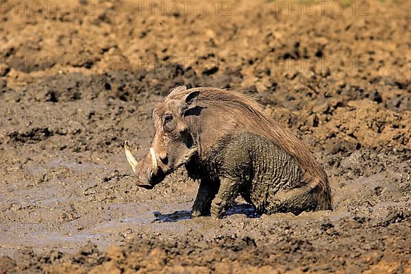 Warthog